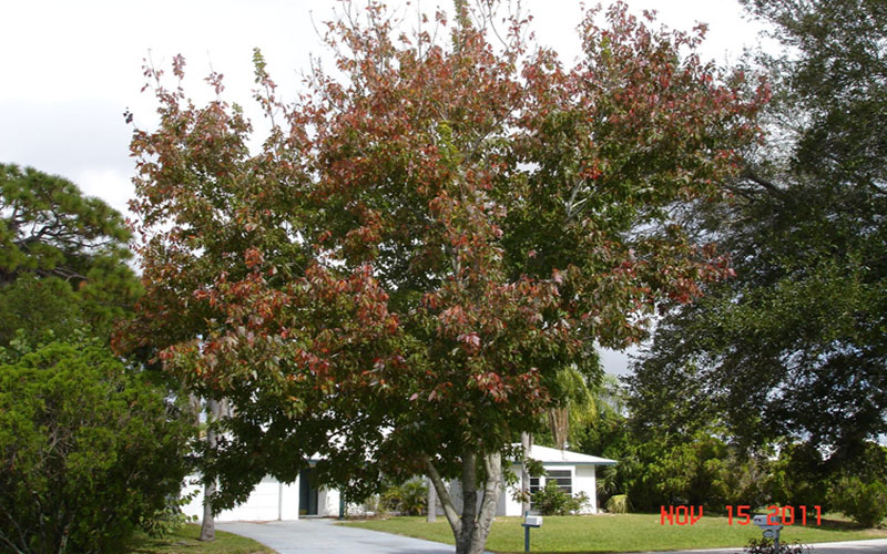 maple tree in fall, Minneola FL