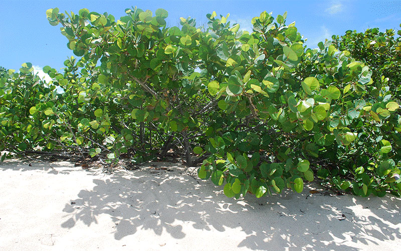 SEA GRAPE SHRUB FOR SALE NORTH FORT MYERS